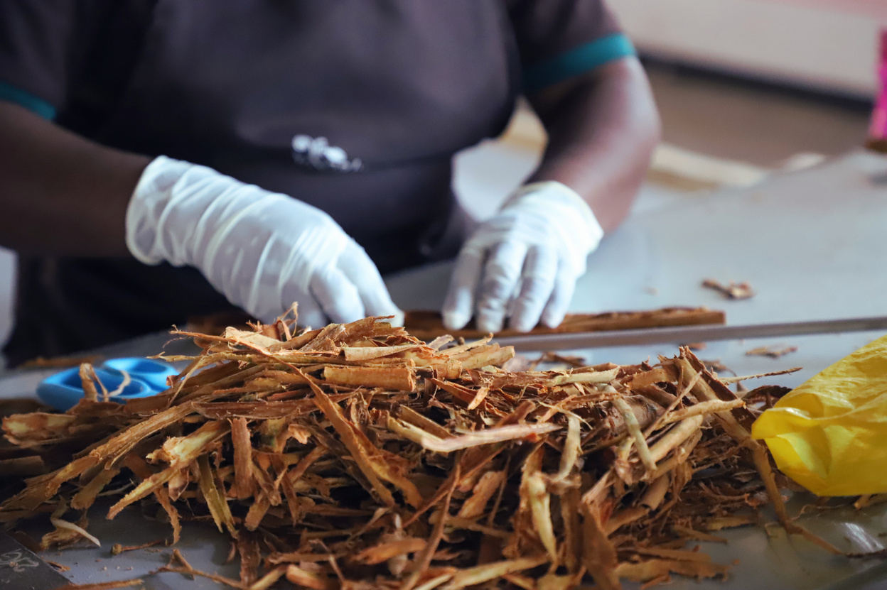 Cinnamon bark being prepared by hand