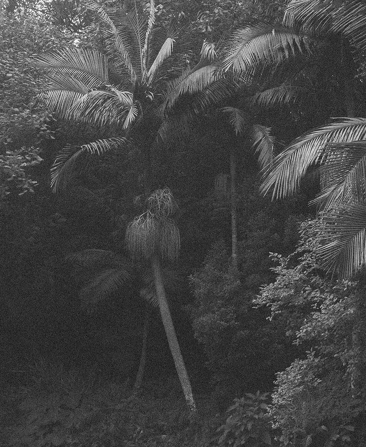 Sri Lankan forest