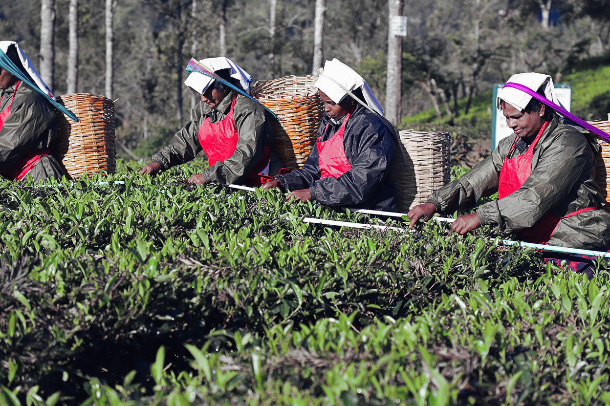 Harvesters on a Malwatte Valley estate in Sri Lanka